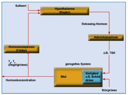 Regelkreis HT-HVL-HHL.png