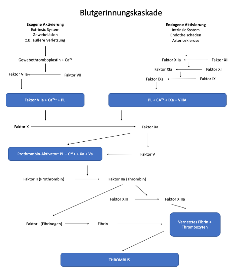 Gerinnungskaskade neu.png
